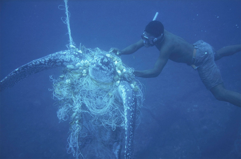 漁網に絡まるウミガメの写真